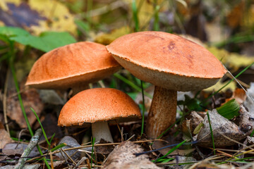 Cute penny bun mushroom grows in the grass. The beautiful little brown cap of the flu is the center...
