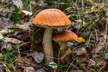 Cute penny bun mushroom grows in the grass. The beautiful little brown cap of the flu is the center of attention.The mushroom grows in the Ukrainian Carpathians in the forest.