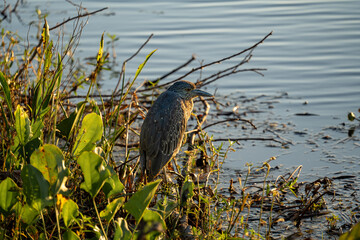 Juvenile Yellow-crowned Night Heron