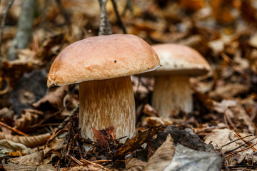 Mushroom in forest Porcino, bolete, boletus.White mushroom on green background.Natural white mushroom growing in a forest.