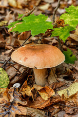 Mushroom in forest Porcino, bolete, boletus.White mushroom on green background.Natural white mushroom growing in a forest.