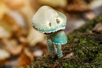 Stropharia aeruginosa, commonly known as the verdigris agaric, Blue mushroom.is a medium-sized green, slimy woodland mushroom, found on lawns, mulch and woodland from spring to autumn.