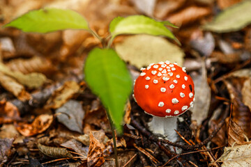 Red fly agaric against the background of the forest. Toxic and hallucinogen mushroom Fly Agaric in grass on autumn forest background.Amanita muscaria. Inspirational natural fall landscape