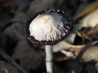 evolución de una seta en forma de maraca, tallo alto,  blanco y finaliza formando una sombrilla de corona color negro azabache, galicia, españa, europa  