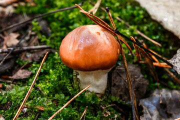 Young butter mushrooms grow in a pine forest after rain..Natural mushroom growing in a forest.Autumn time in the forest.