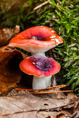two russula mushrooms with a red cap grow in the forest.Natural mushroom growing in a forest.