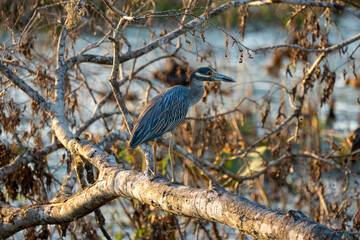 Yellow-crowned Night Heron