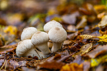 Close-up of a fungus called Common Puffball (Lycoperdon Perlatum)common puffball, warted puffball, gem-studded puffball). White mushrooms in the autumn forest.