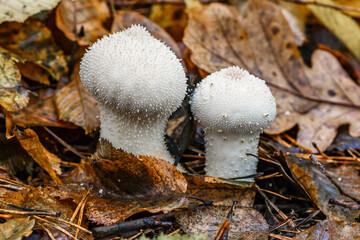 Close-up of a fungus called Common Puffball (Lycoperdon Perlatum)common puffball, warted puffball, gem-studded puffball). White mushrooms in the autumn forest.