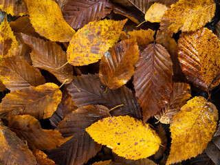 Autumn background