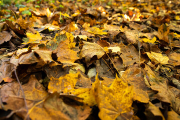 Autumn background