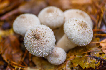 Close-up of a fungus called Common Puffball (Lycoperdon Perlatum)common puffball, warted puffball, gem-studded puffball). White mushrooms in the autumn forest.