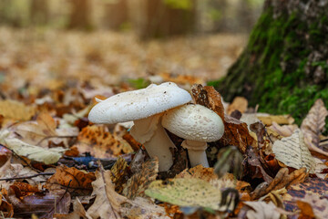 Amanita strobiliformis - the death cap, is a deadly poisonous basidiomycete fungus, one of many in...