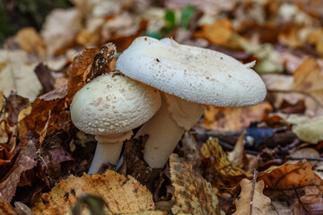 Amanita strobiliformis - the death cap, is a deadly poisonous basidiomycete fungus, one of many in the genus Amanita.The mushroom grows Carpathian Mountains in the forest.