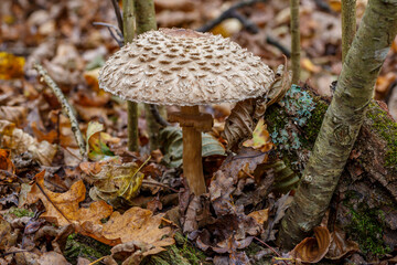 Macrolepiota procera growing in the forest in autumn, a large specimen.The mushroom grows Carpathian Mountains in the forest.