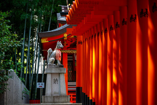 Kobe, Jpan - July 19, 2024 : Red traditional gates or torii in Ikuta jinja shrine is shinto shrine in Kobe city, Hyogo, Japan