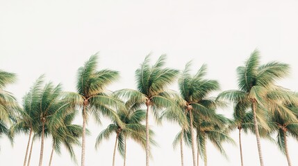 A cluster of coconut trees gently blowing in the wind, set against a white backdrop, with their long trunks and lush fronds suggesting a peaceful, sunny beach environment