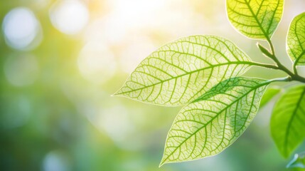 Leaf veins with natural color, intricate detail, subtle background blur, warm lighting, lush environment