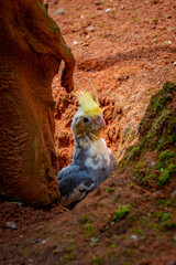 A colorful cockatiel and budgie, both pet birds, perch together with an Ecuadorian parrot in a vibrant scene of avian beauty.