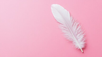 A Single White Feather on a Pink Background