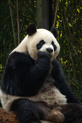 A giant panda playing with friend after the raining day