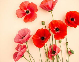 red poppies isolated on white