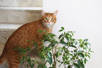 Beautiful red cat at home.