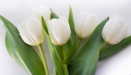 close up of bouquet of white tulips on white background.