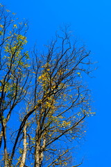 Wunderschöne Herbstfarben auf den Ästen