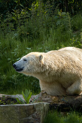 A large white Polar Bear lies down in grass on a hot sunny day.