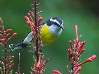 bird on flower