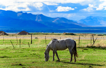 Obraz premium Horses grazing on green grass in a mountain valley, USA