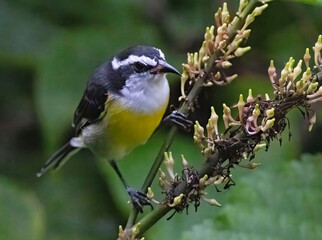 bird on flower