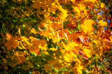 A close-up view of vibrant autumn maple leaves in shades of orange and red. The leaves are detailed with intricate veins and rich colors