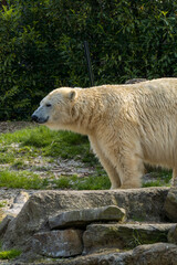 A large white Polar Bear lies down in grass on a hot sunny day.