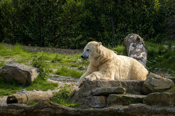 A large white Polar Bear lies down in grass on a hot sunny day.