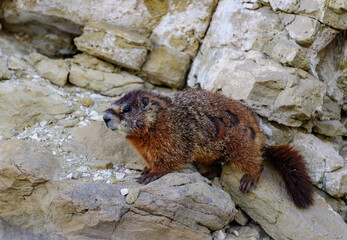 Yellow-bellied Marmot - Marmota flaviventris -  scrambles through rocks near the base
