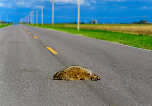Dead raccoon hit by a car on the road in Tennessee, USA