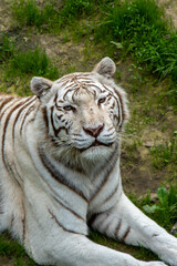 A majestic white tiger prowls gracefully through its habitat, its striking white coat adorned with bold black stripes. The piercing blue eyes of this rare and powerful predator capture the essence of