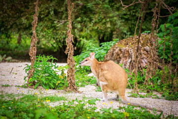 Wild kangaroo in natural Australian landscape hopping gracefully