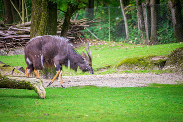 Wild mountain goat standing on green grass in natural habitat