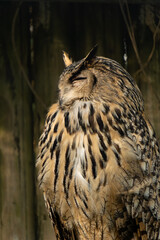 A tawny owl strix aluco sleeps well. Wildlife concept.