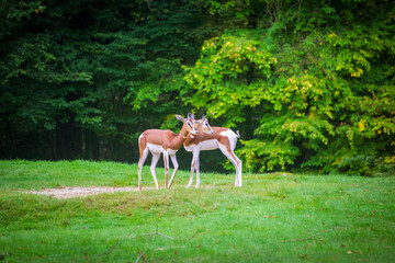 Graceful gazelle in natural habitat with slender horns and agile posture