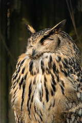 A tawny owl strix aluco sleeps well. Wildlife concept.
