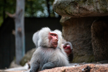 Baboon in zoo enclosure displaying social behavior and curiosity