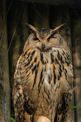 A tawny owl strix aluco sleeps well. Wildlife concept.