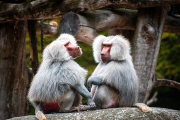 Baboon in zoo enclosure displaying social behavior and curiosity