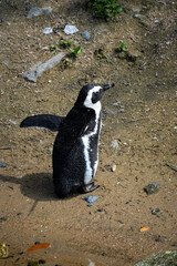 African penguins at Stoney Point Nature Reserve, Bettys Bay, South Africa