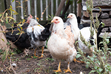Chickens on a rural farm. Agriculture. Poultry breeding. Breeding chickens.