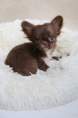 Mini chihuahua dog on a soft bed, dog age 4 months